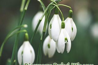 Kartki na pierwszy dzień wiosny 21 marca