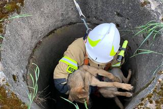 Przerażony psiak czekał w studni na śmierć! Pomoc przyszła w ostatniej chwili! [ZDJĘCIA] 