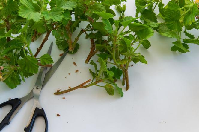 Jak rozmnożyć pelargonie?