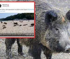 Stado dzików na plaży w Gdyni. Biegały wśród plażowiczów [WIDEO]