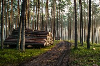 Drewno w Polsce najdroższe w Europie. W 2023 roku szykują się kolejne podwyżki