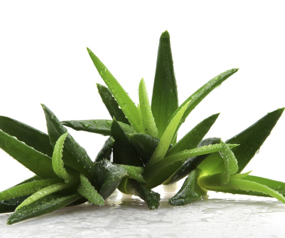 Aloes na odchudzanie? Pewnie, że tak! Kiedy pijesz sok z aloesu – na wzmocnienie, czy problemy trawienne – przy okazji możesz schudnąć. Aloes przyspiesza spalanie i wspomaga oczyszczanie organizmu.