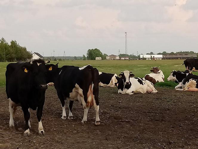 GWALCICIEL KROW NIEUCHWYTNY