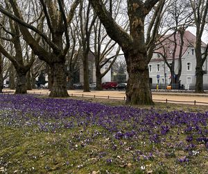 Krokusy w Szczecinie 