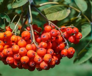 Zbierz te owoce zanim przyjdzie zima. Pomogą nie tylko na infekcje układu moczowego 