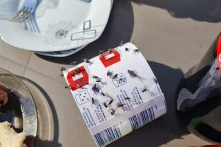 Inwazja much w Czechach na Pomorzu Zachodnim