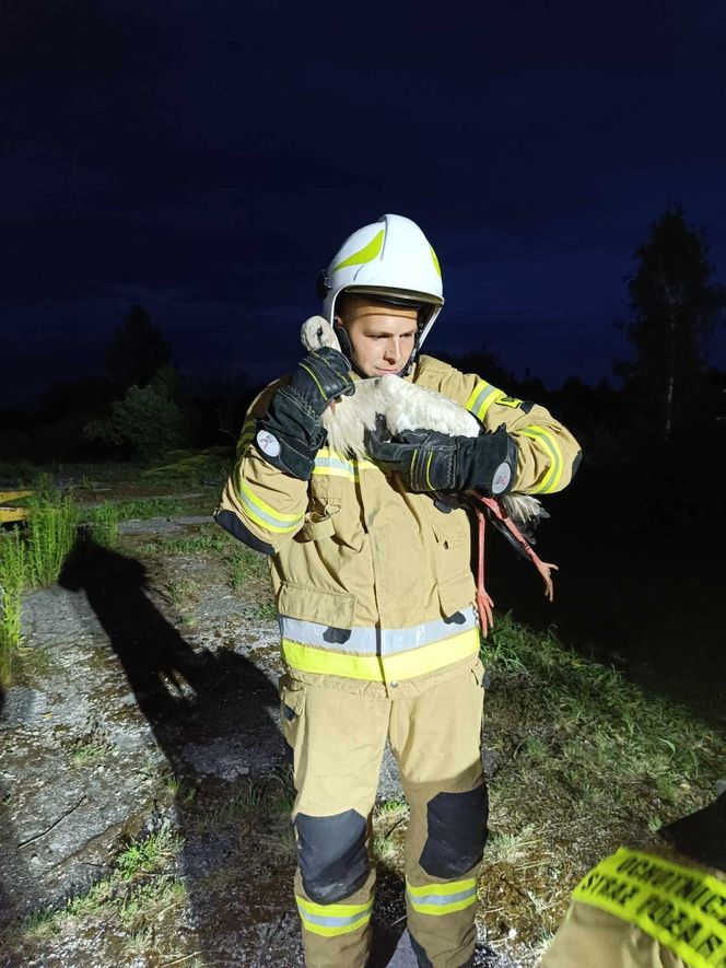 Bocian wpadł do 24-metrowego komina. Strażacy ratowali go 3 godziny [ZDJĘCIA]. 