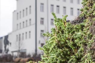 Tramwajarze zazielenili torowiska w centrum 