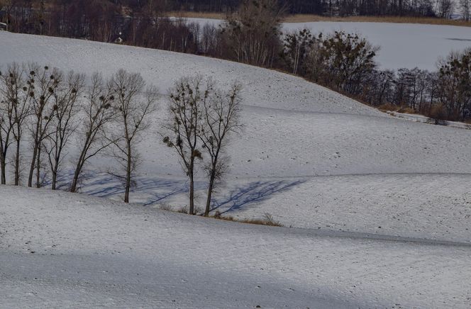 W Kujawsko-Pomorskiem na wielkiej połaci rozrzucone są wzniesienia jak gigantyczne bochny chleba. To drumliny