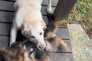 Tomasz Lis z psem Lutrem