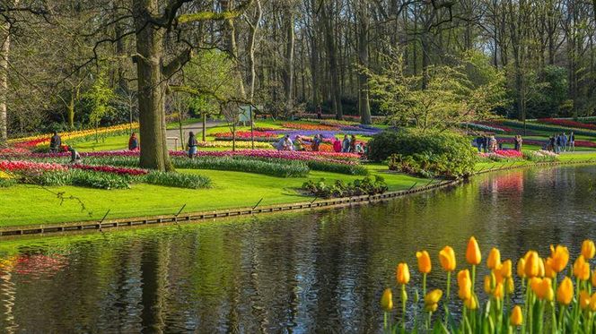 Ogród Keukenhof w Holandii