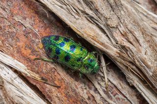 Żarłoczne chrząszcze atakują Rzeszów! Przyciąga je jedna rzecz