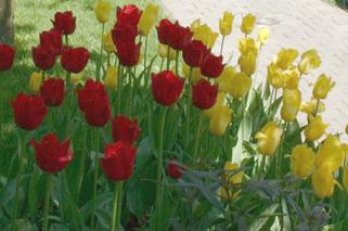 Rośliny cebulowe: gdzie posadzić cebule - tulipany na rabacie