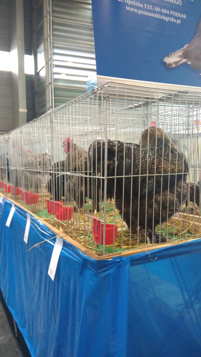 28 Krajowa Wystawa Zwierząt Hodowlanych