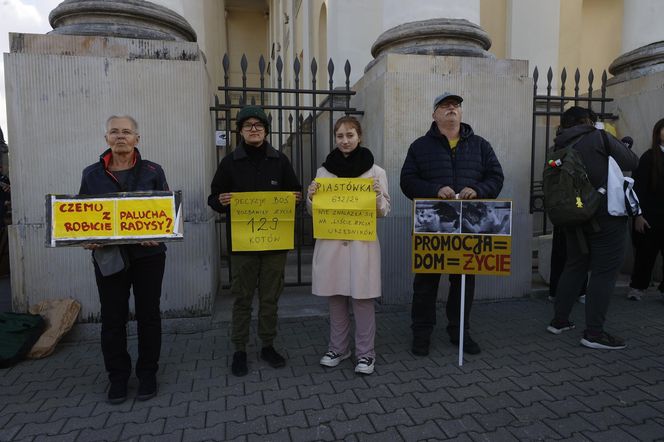 Wielki protest przez ratuszem. Wolontariusze walczą o życie kotów