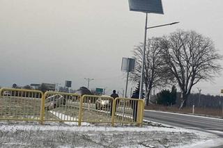 Na drogach Leszna i regionu szklanka, samochody wpadały do rowów [ZDJĘCIA]