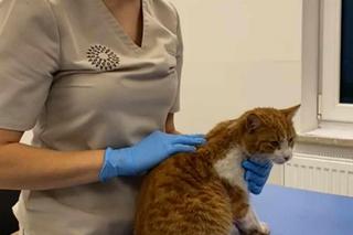 Tragedia kota Jerrego