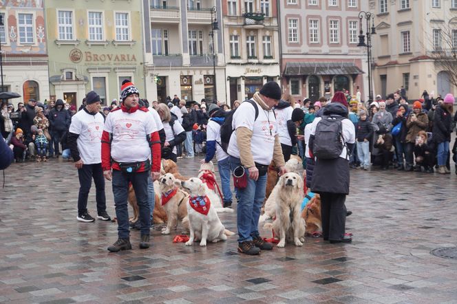 Golden Retriever WOŚP w Poznaniu