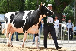 Oto najpiękniejsza krowa w Świętokrzyskiem [ZDJĘCIA]