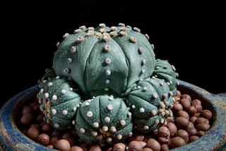 Astrophytum asterias