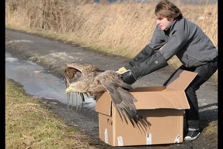 Uratowali zatrutego orła