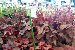 Chorzów: Kwiaty, zioła i dodatki do ogrodu. W Parku Śląskim trwa Święto Kwiatów [ZDJĘCIA]