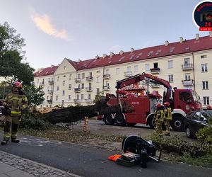 Drzewo spadło na sieć trakcyjną