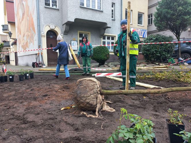 Zamiast asfaltu klomby z roślinami. Zmiany na Tylnej i Wałowej w Lesznie