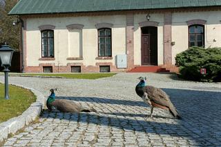 Muzeum Zamoyskich w Kozłówce wczesną wiosną