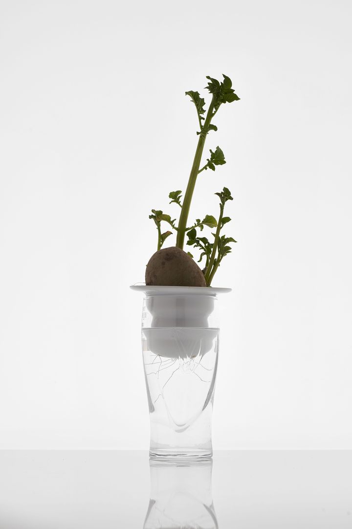 Projekt Plantacja 