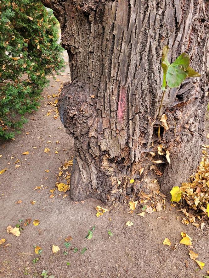 Lipa drobnolistna zniknie z parku Jordana. „Jedynym rozwiązaniem jest usunięcie drzewa”