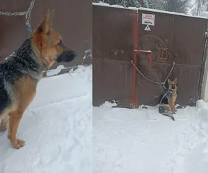 Przywiązał psa do bramy schroniska w śnieżycę! Pracownicy oburzeni 