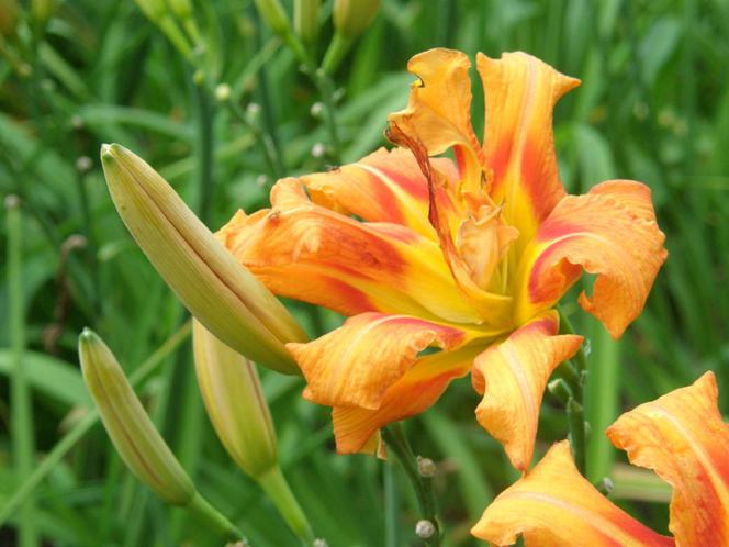liliowce