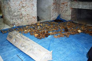 Sensacyjne odkrycie w Świdnicy. Tajemnicza krypta pod katedrą, a w niej ludzkie szczątki