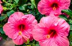 Hibiskus, róża chińska, ketmia