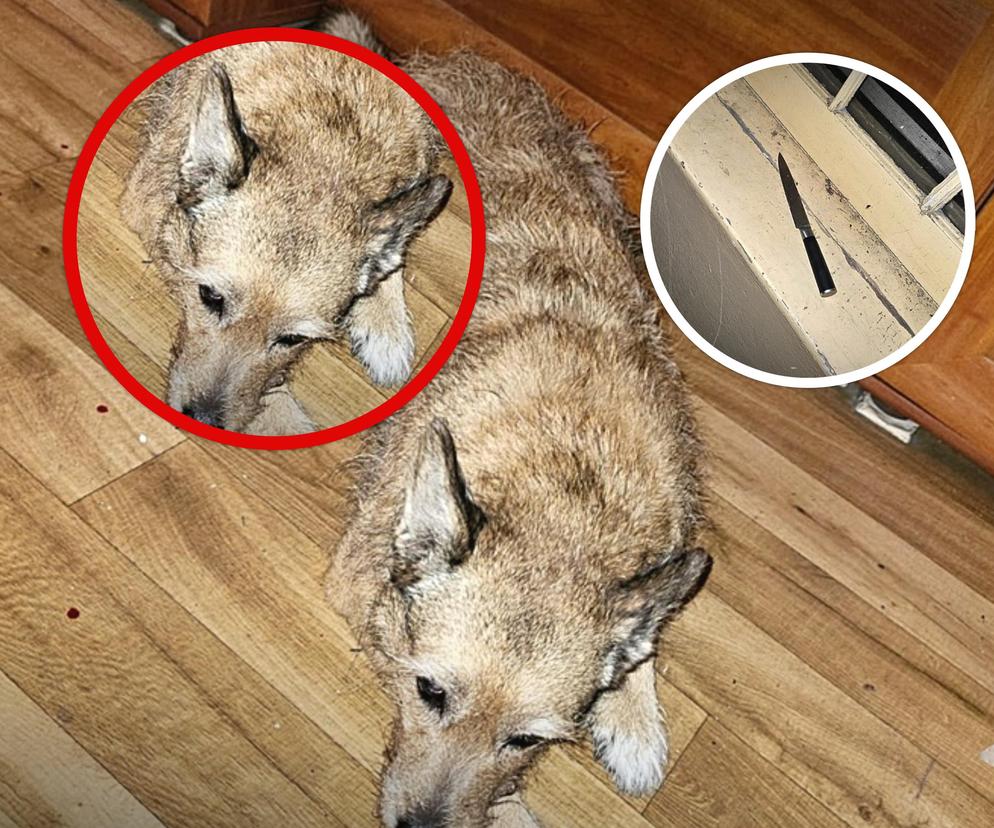 Zakrwawiony nóż policjanci znaleźli na klatce schodowej. 30-latek zaatakował psa swojej partnerki 