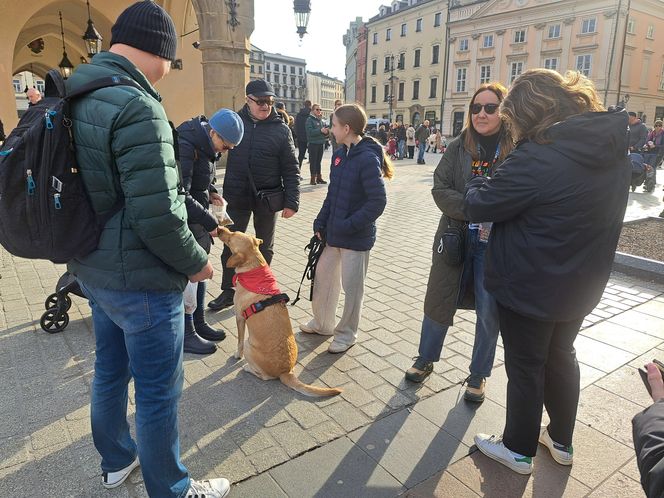 33. Finał WOŚP z grupą krakowskich Golden Retrieverów