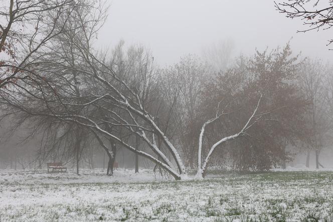 Park Ludowy w Lublinie skąpany we mgle