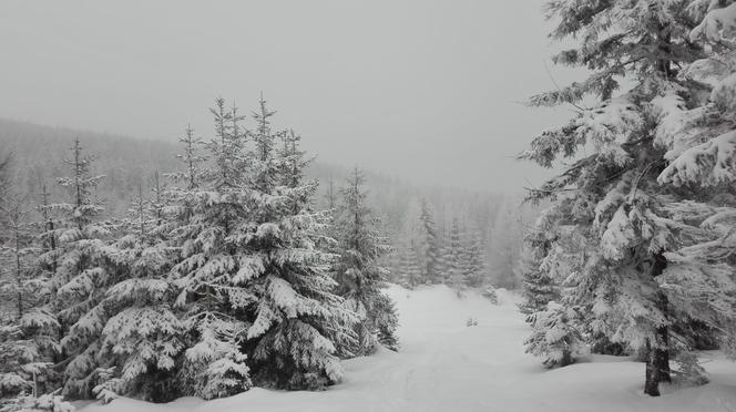 Żółty śnieg w Tatrach! Ludzie nie mogą uwierzyć. Obrzydliwe! "Lepiej tego nie jeść"