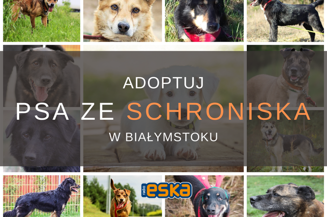 Adoptuj psa ze schroniska w Białymstoku