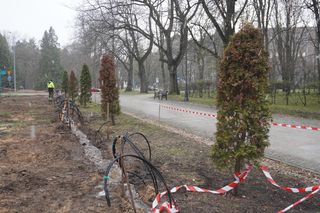 Wycinka żywotników ze skweru w Parku Planty 