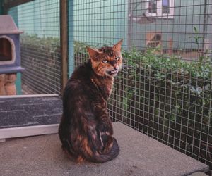 Tak dużo kotów dawno tam nie było. Schronisko w Henrykowie koło Leszna zaprasza na dni otwarte