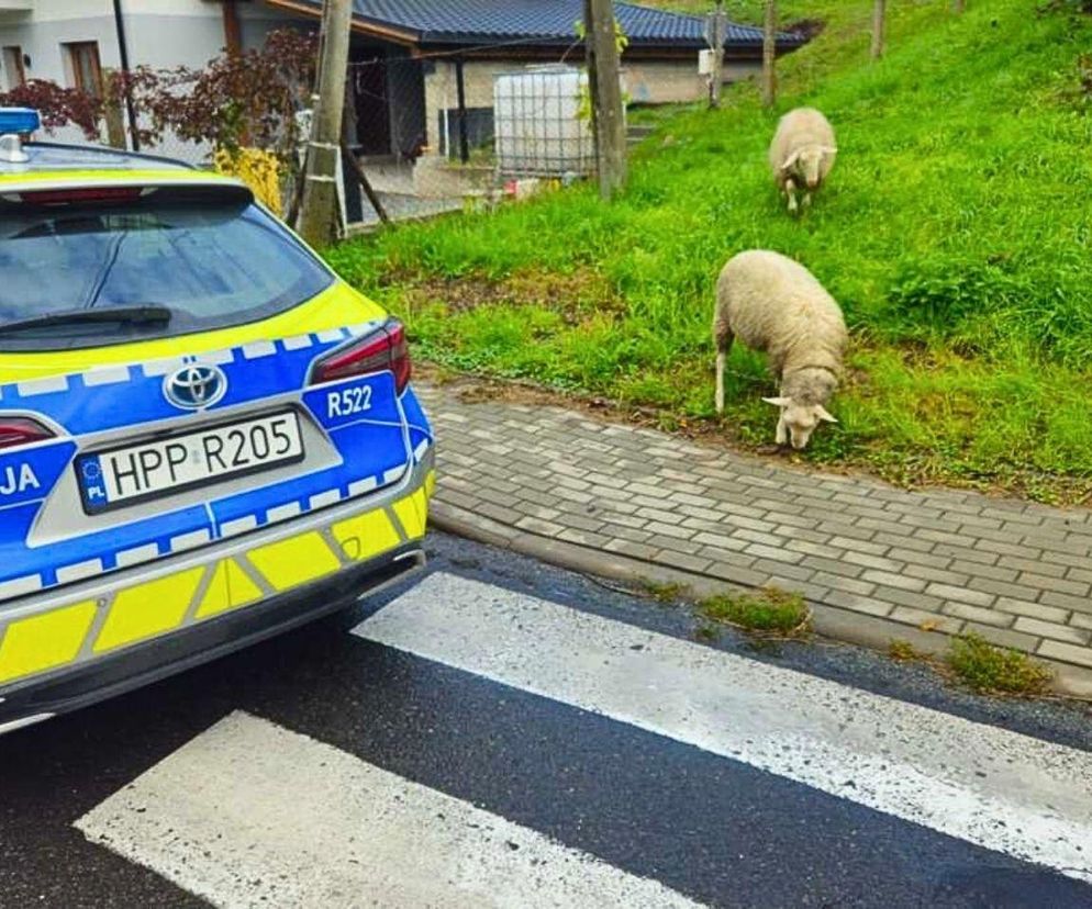 Policja w Raciborzu ratowała owce na ulicy