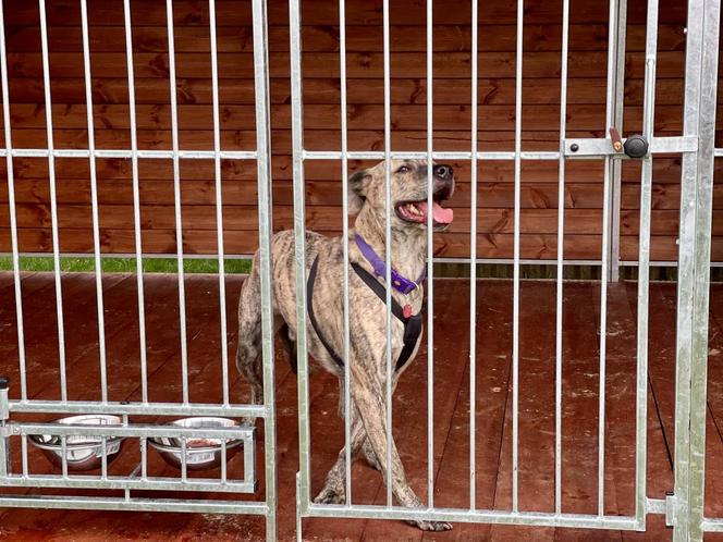 Pies w straży miejskiej