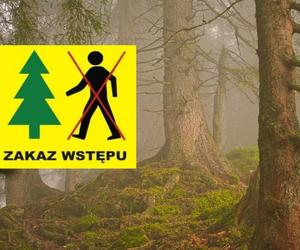 Zakaz wejścia do lasów na terenie Podkarpacia. Zobacz, gdzie obowiązuje