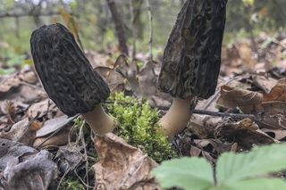 Już niebawem w polskich lasach pojawią się wyjątkowe grzyby. Za kilogram płacą nawet 500 zł! 