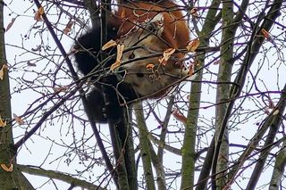 Panda, która uciekła z poznańskiego ZOO