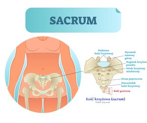Kość krzyżowa – budowa, funkcja i ból