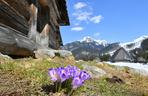 Tatry: Krokusy w Dolinie Chochołowskiej