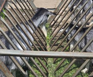 Zaglądamy do mieszkańców bydgoskiego ZOO. Kto mieszka w sercu Myślęcinka?